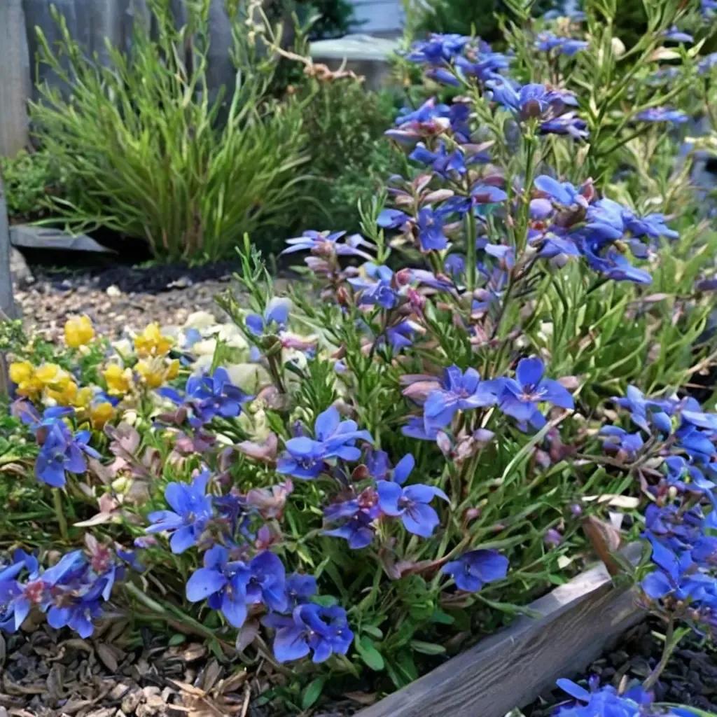 Beardtongue
