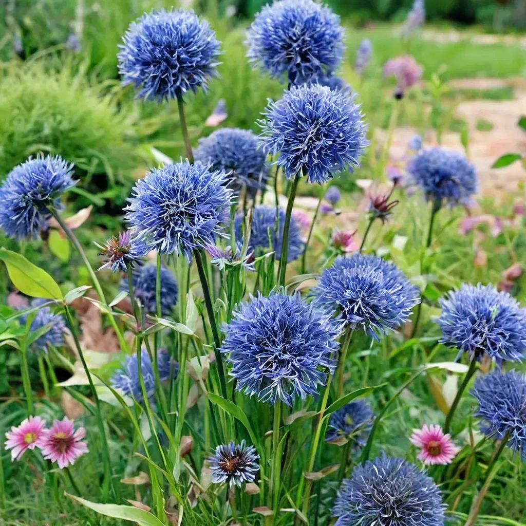 Allium caeruleum