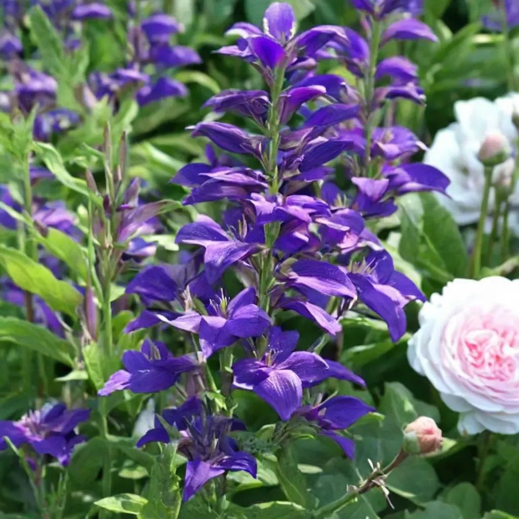 Campanula latifolia 'Brantwood'