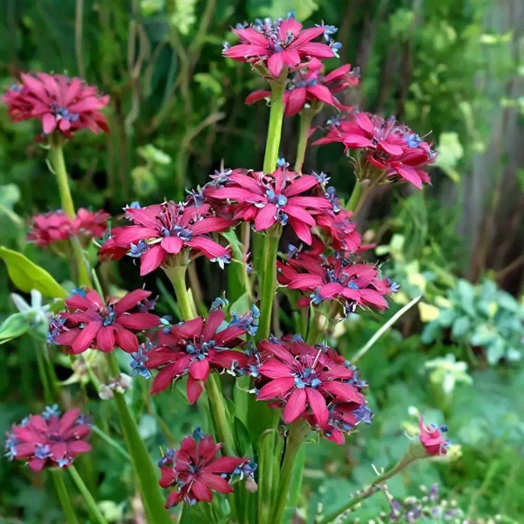 Silene asterias