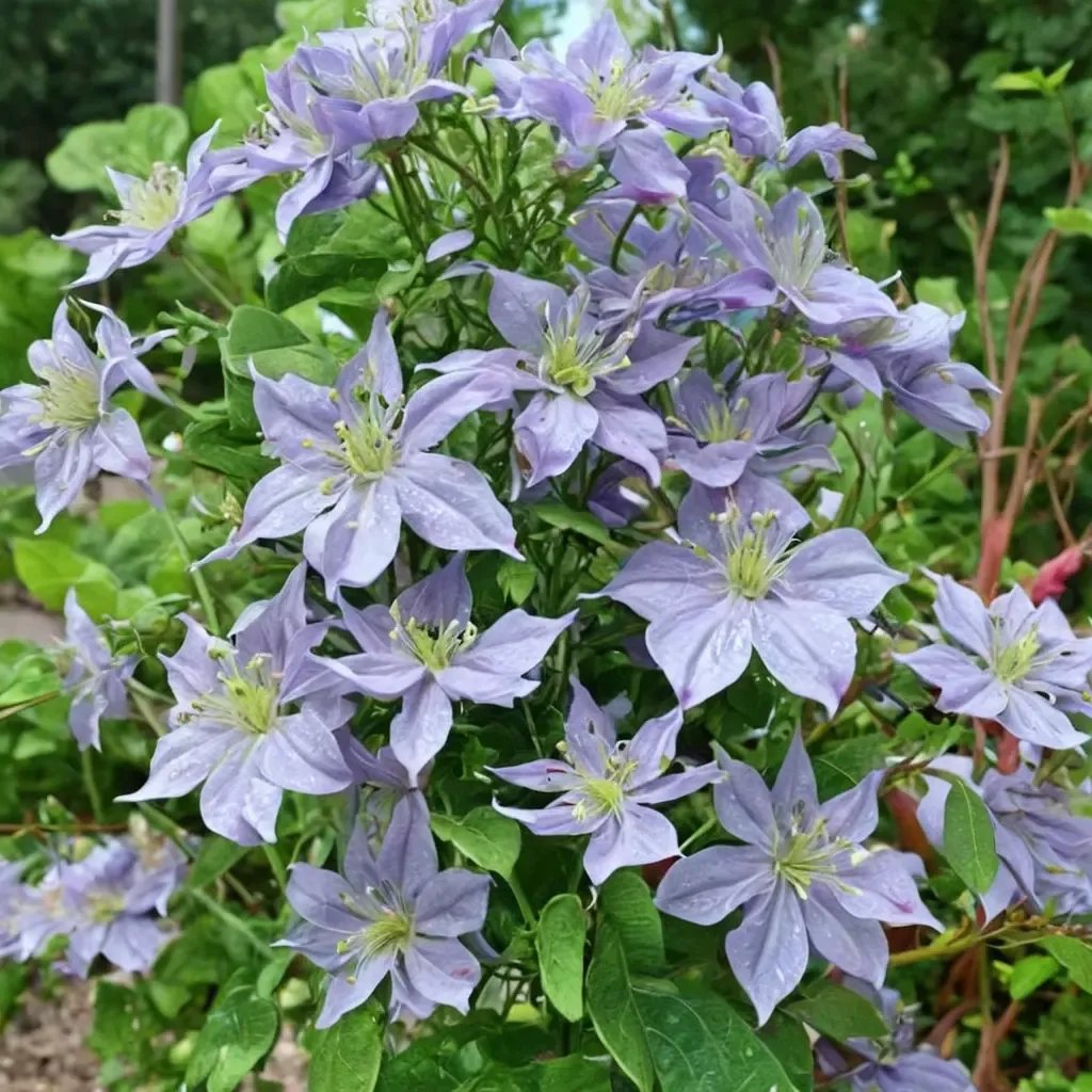 Clematis viticella 'Prince Charles'