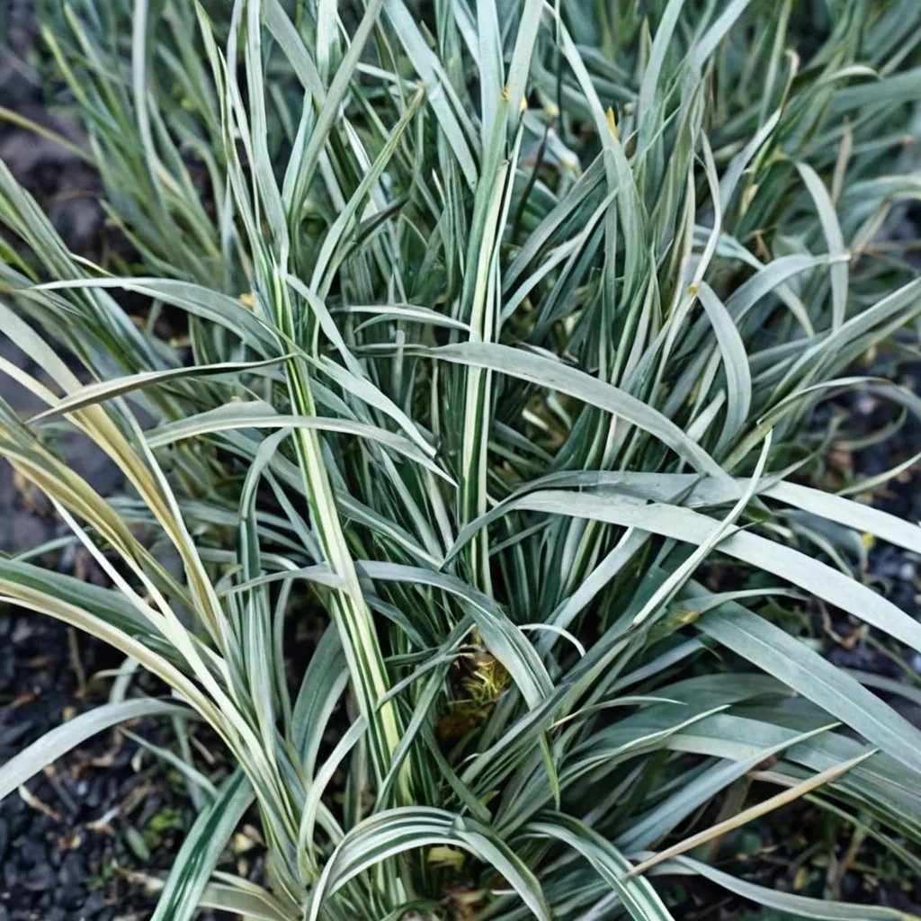 Ophiopogon japonicus 'Aritaki'