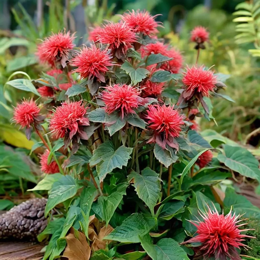 Monarda didyma 'Fireball'