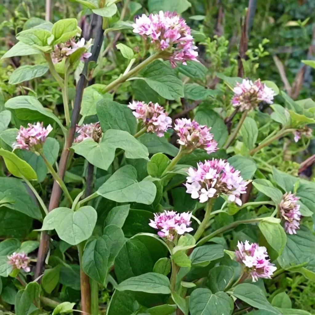 Origanum vulgare 'Italian'