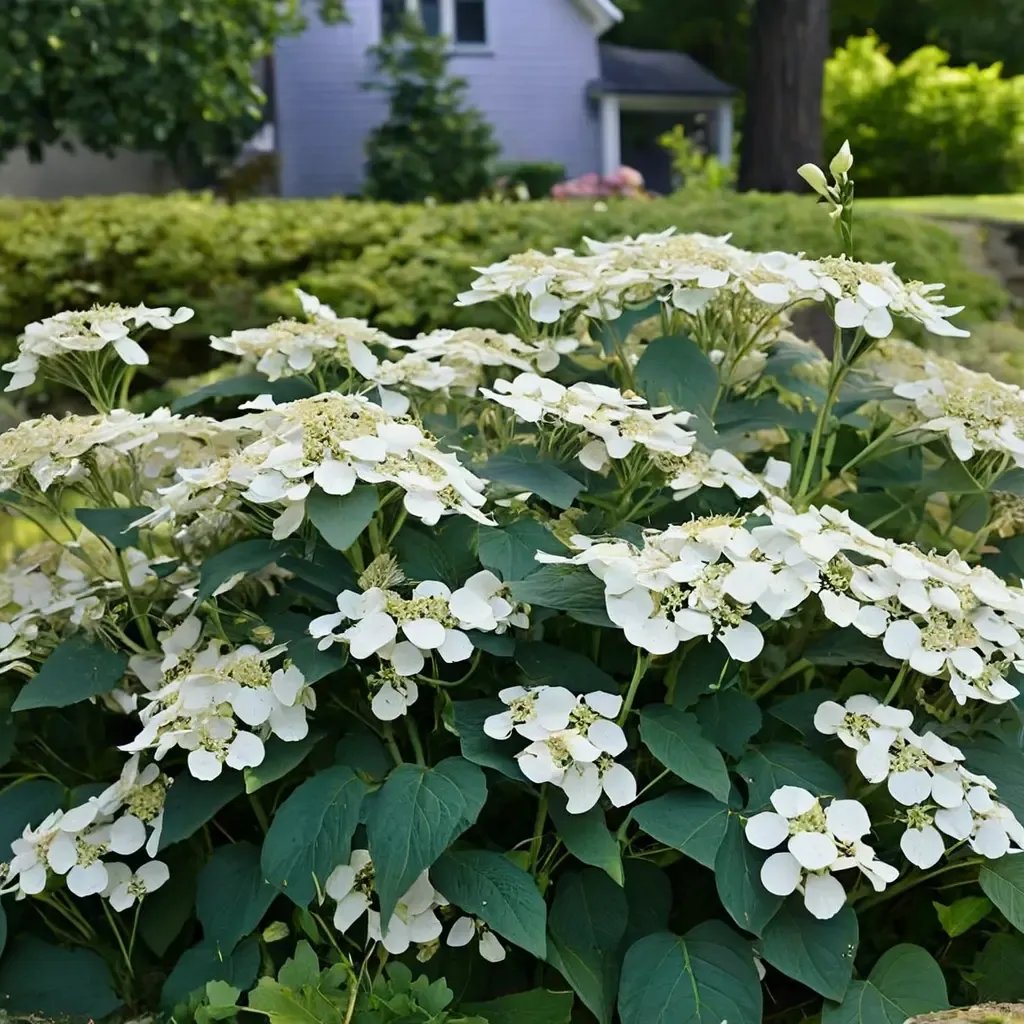 Hydrangea macrophylla 'Haas Halo'