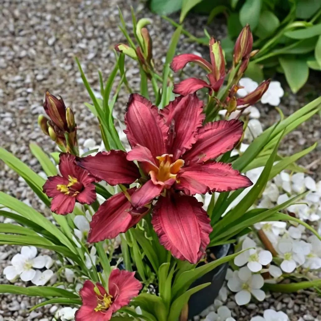Hemerocallis x hybrida 'Double Pardon Me'