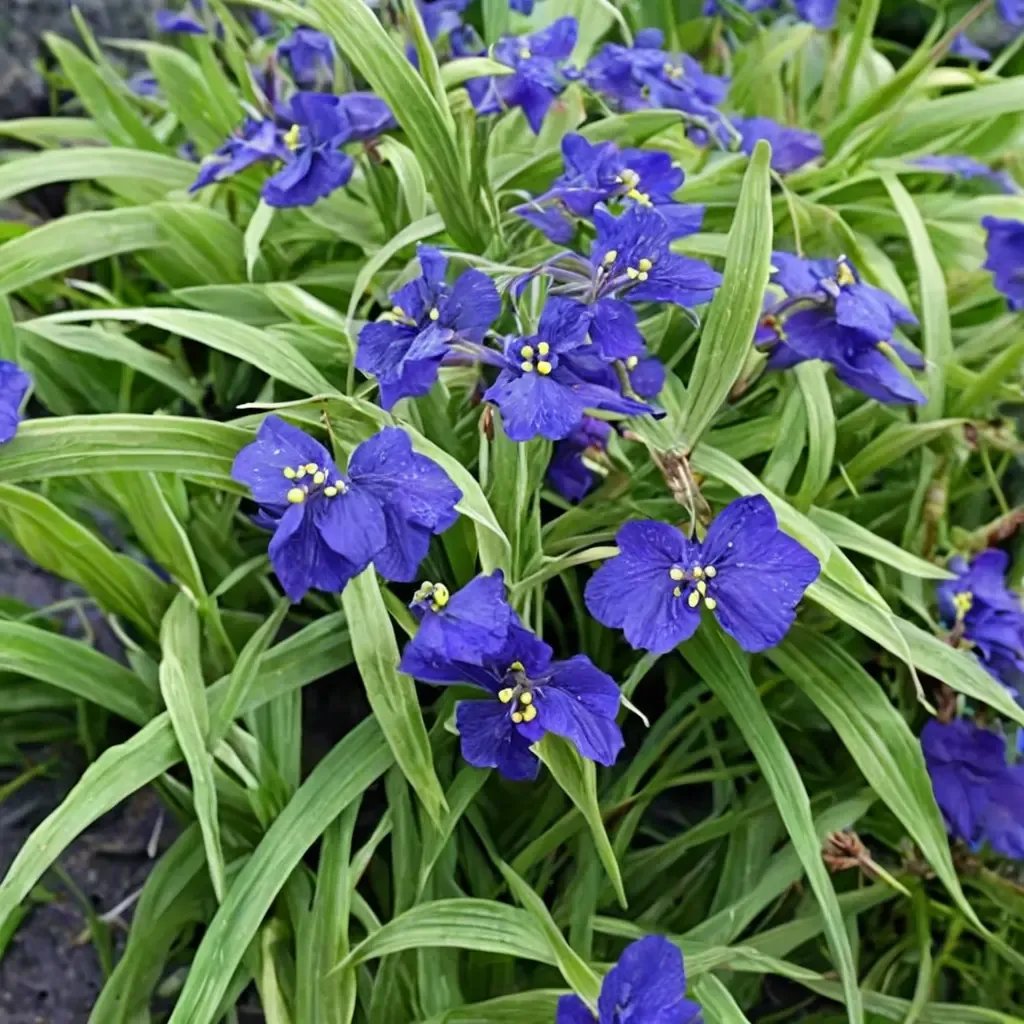 Tradescantia fluminensis 'Zwanenburg Blue'