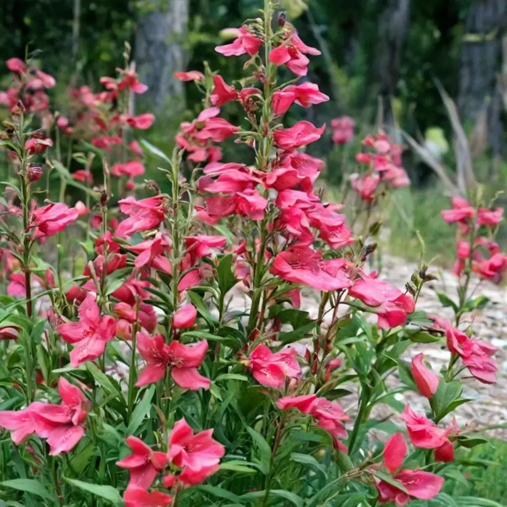 Penstemon digitalis 'Firebird'