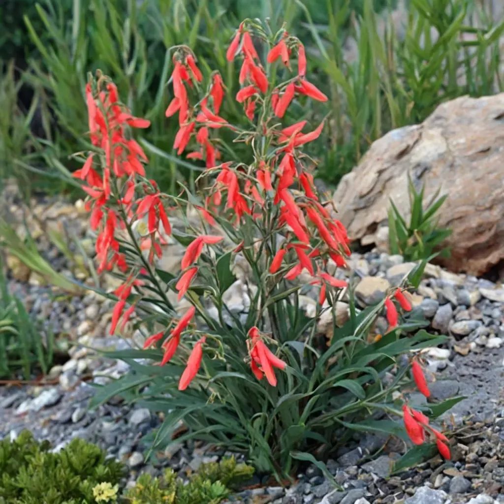 Penstemon barbatus