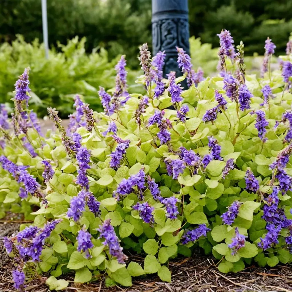 Nepeta x faassenii 'Chartreuse on the Loose'