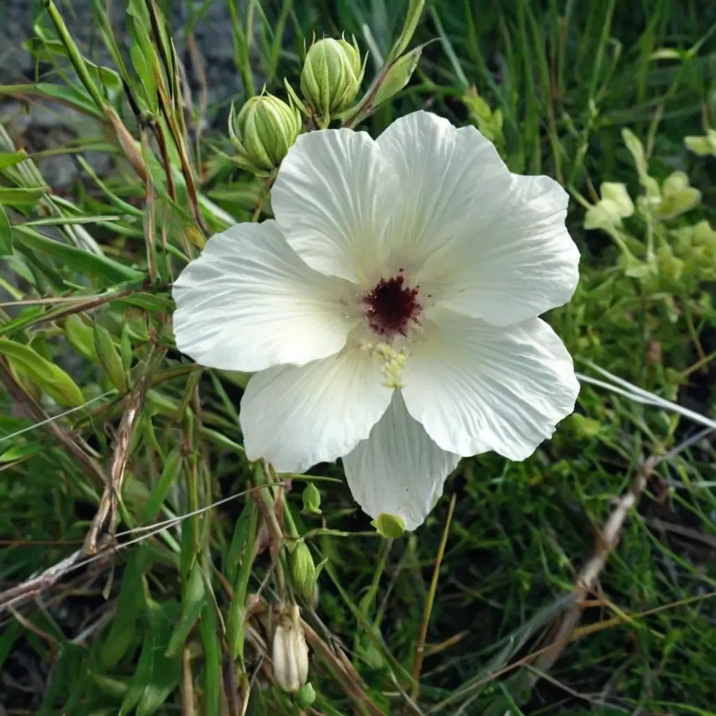 Hibiscus dasycalyx