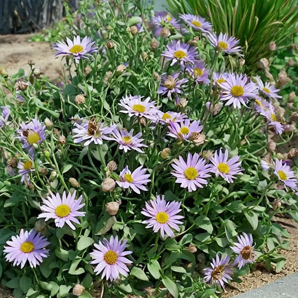 Erigeron glaucus 'Wayne Roderick'