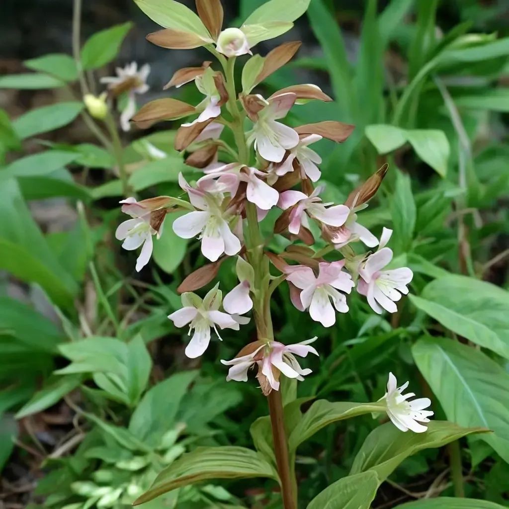 Calanthe discolor