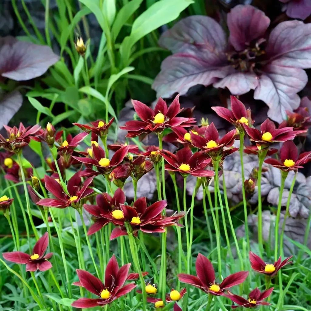 Coreopsis tinctoria 'Red Elf'