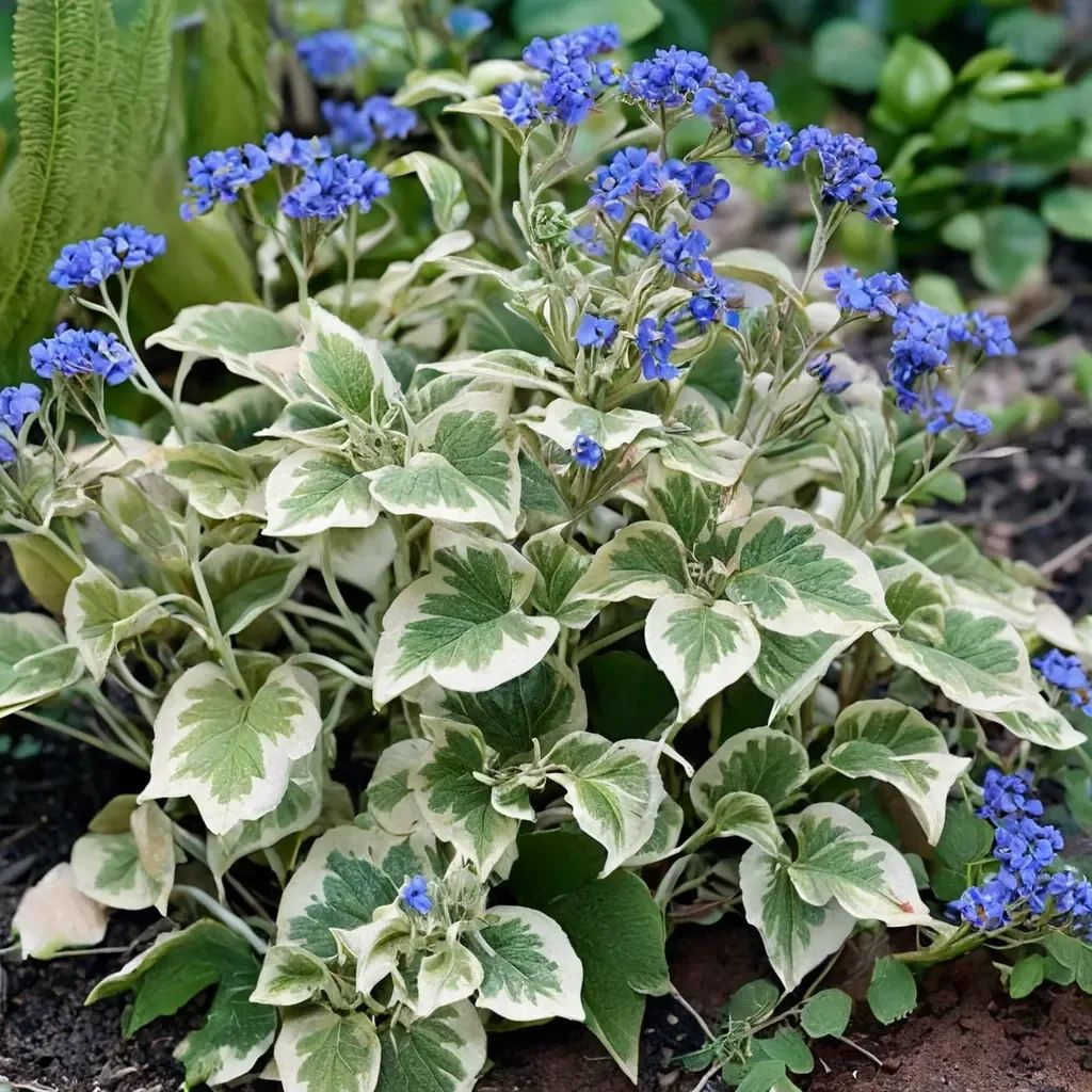 Brunnera macrophylla 'Variegata'