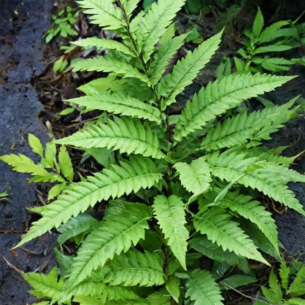 Dryopteris scottii