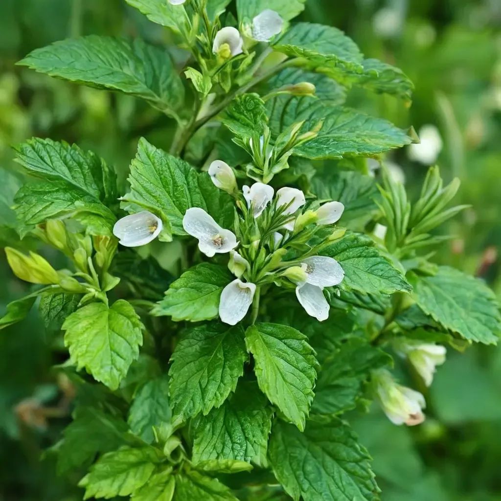 Melissa officinalis