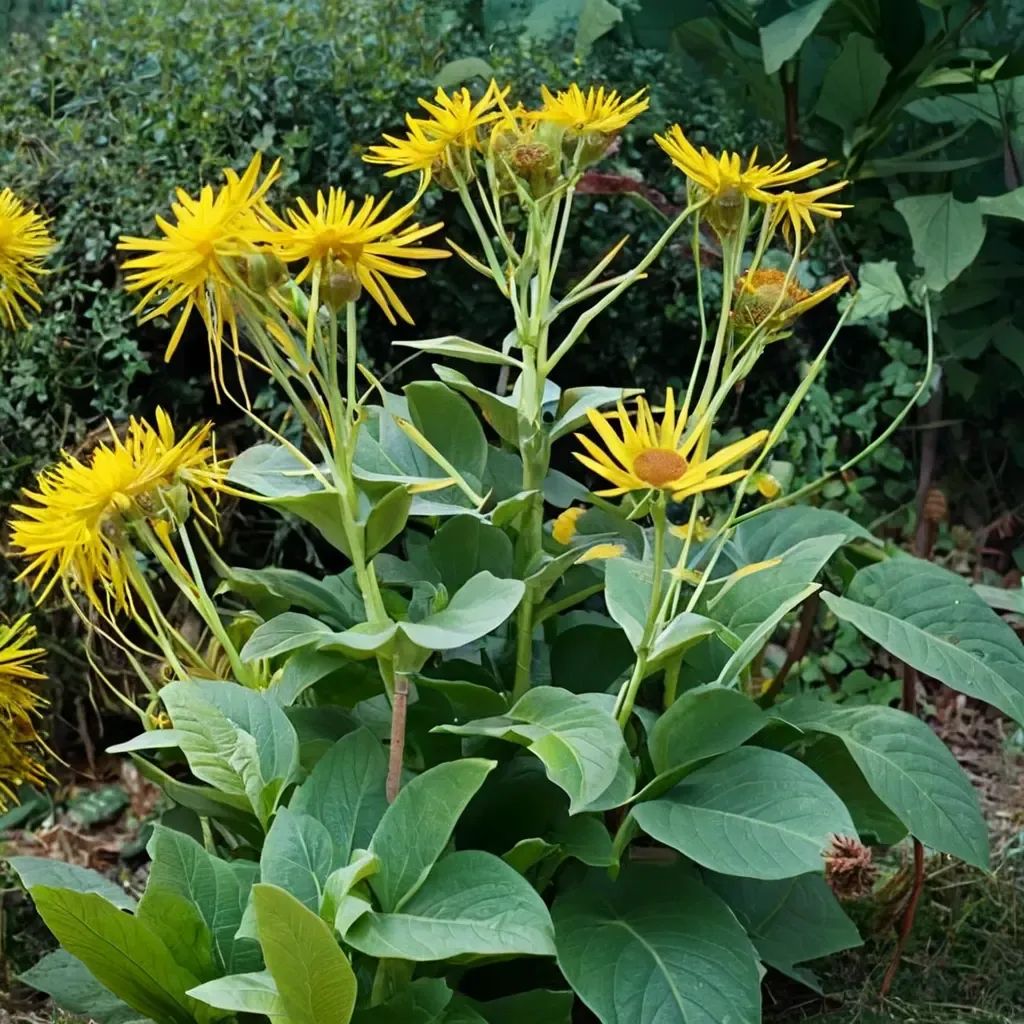 Inula magnifica