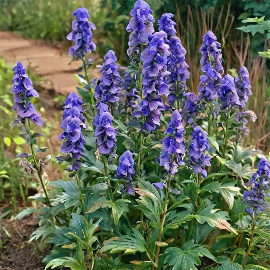 Aconitum carmichaelii 'Arendsii'