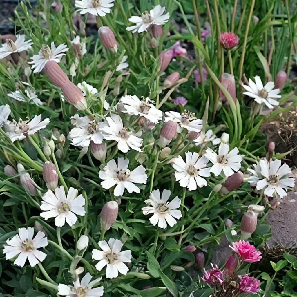 Silene maritima