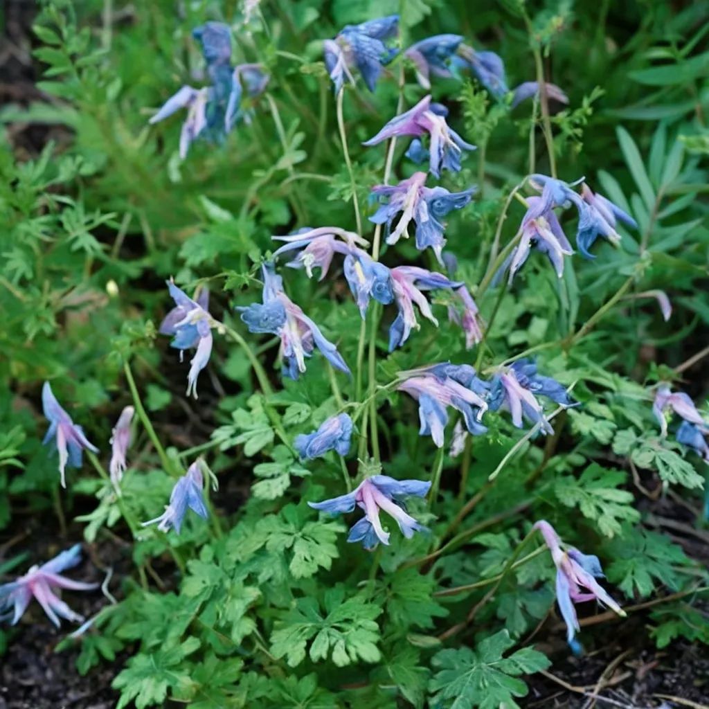 Corydalis linstowiana