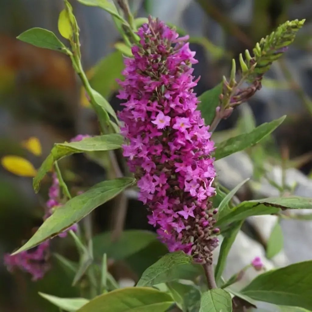 Buddleja davidii 'Buzz Magenta Improved'