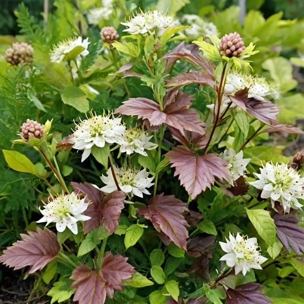Physocarpus opulifolius 'Lynwood Gold'