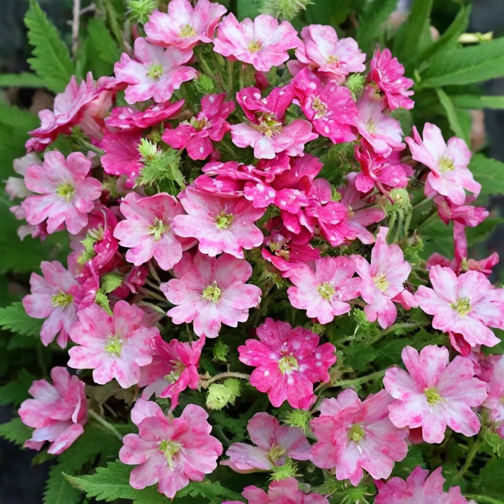 Verbena x hybrida 'Hot Lips'
