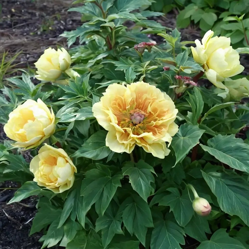 Paeonia lactiflora 'Garden Treasure'