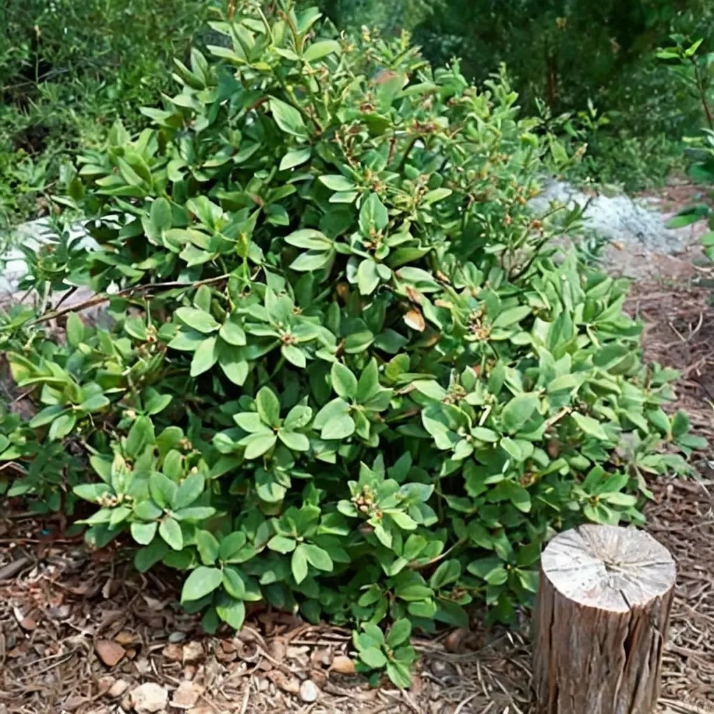 Rhamnus californica 'Eve Case'