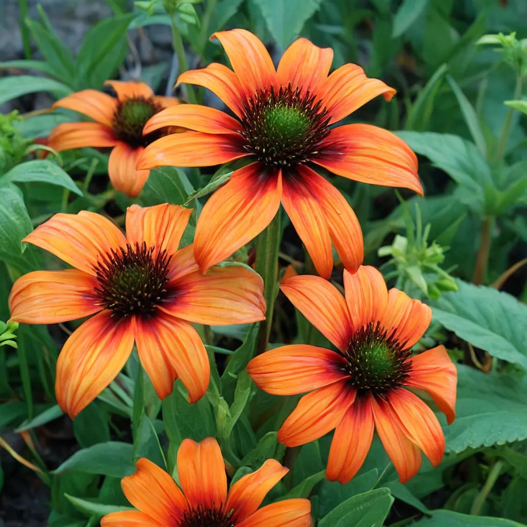 Echinacea purpurea 'Tangerine Dream'