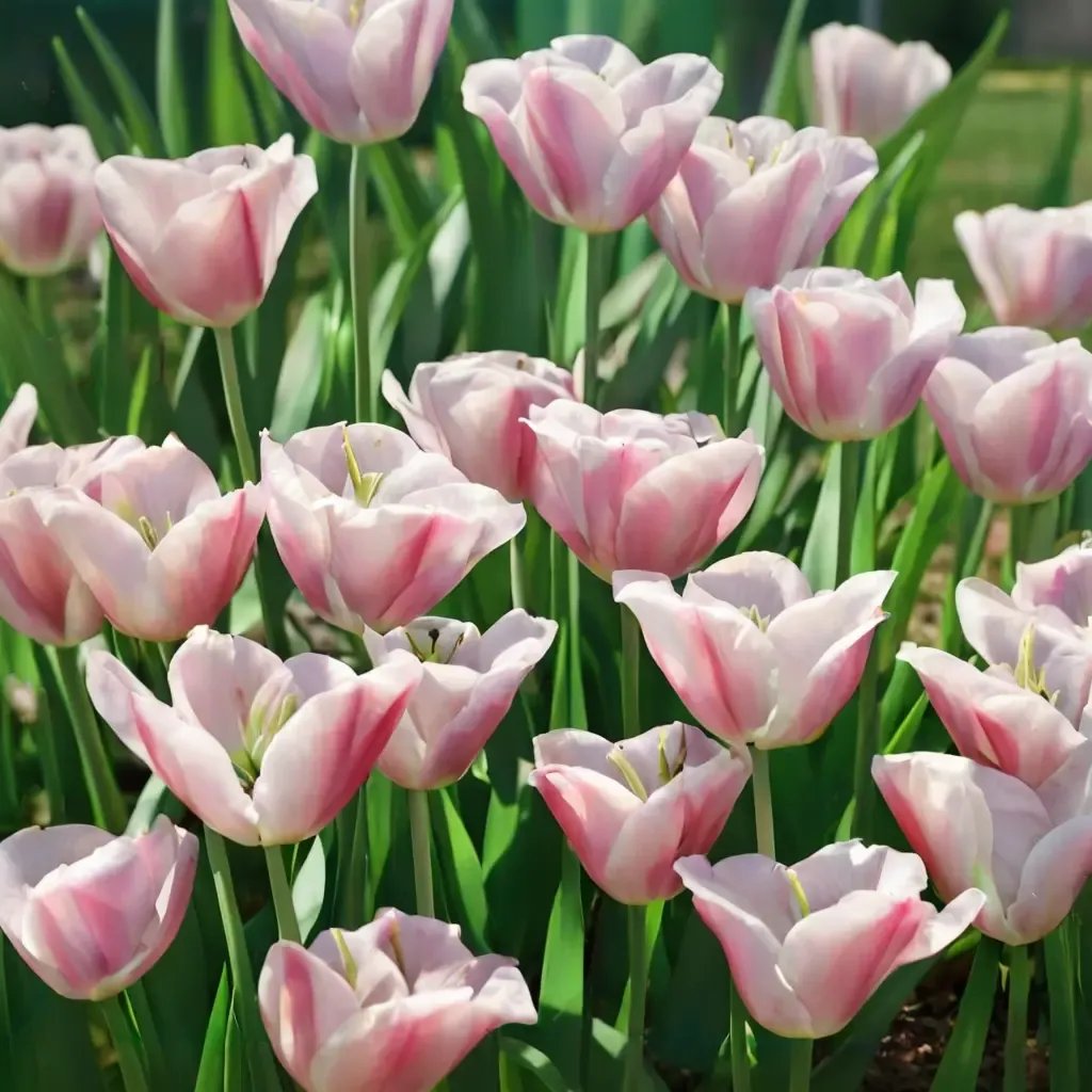 Tulipa gesneriana 'Ollioules'