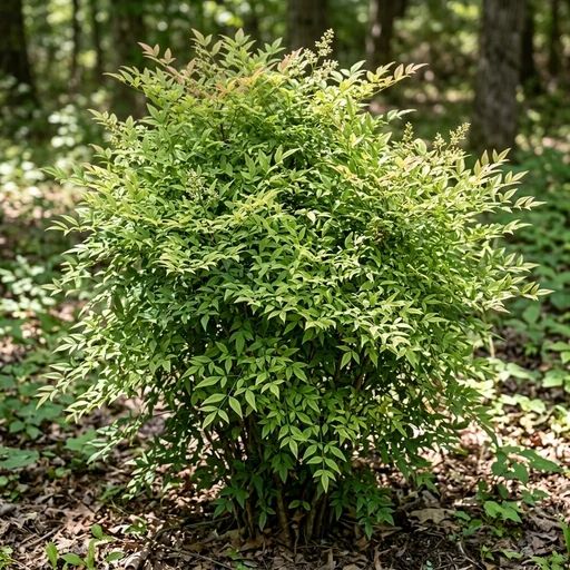 Nandina domestica 'Compacta'