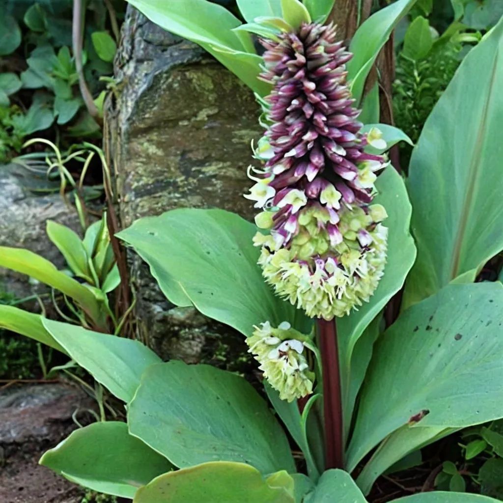 Eucomis humilis
