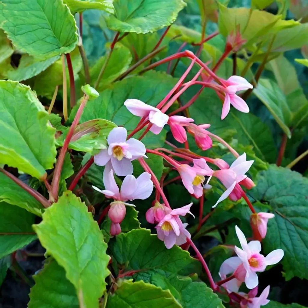 Begonia grandis 'Herons Pirouette'