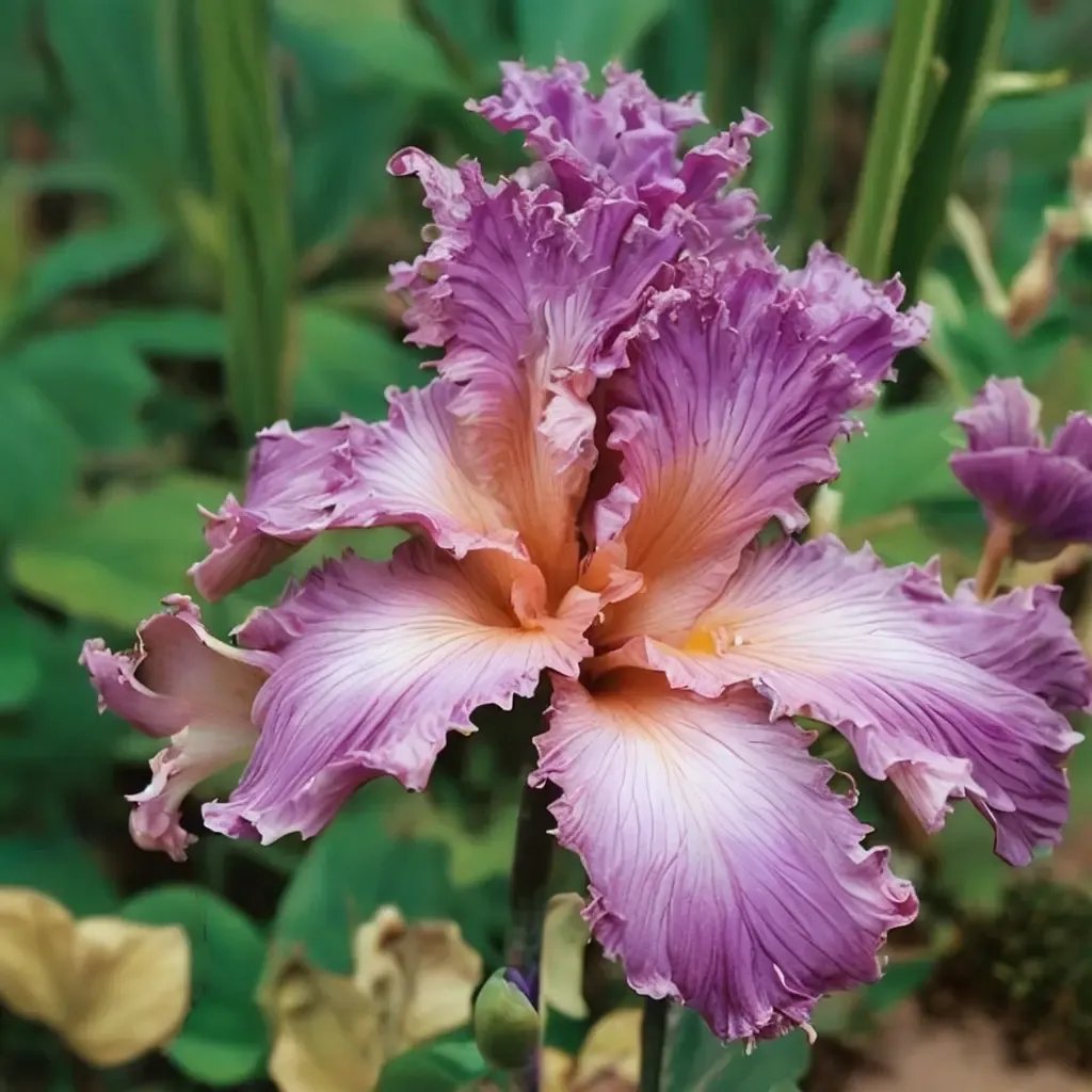 Iris x germanica 'Social Graces'
