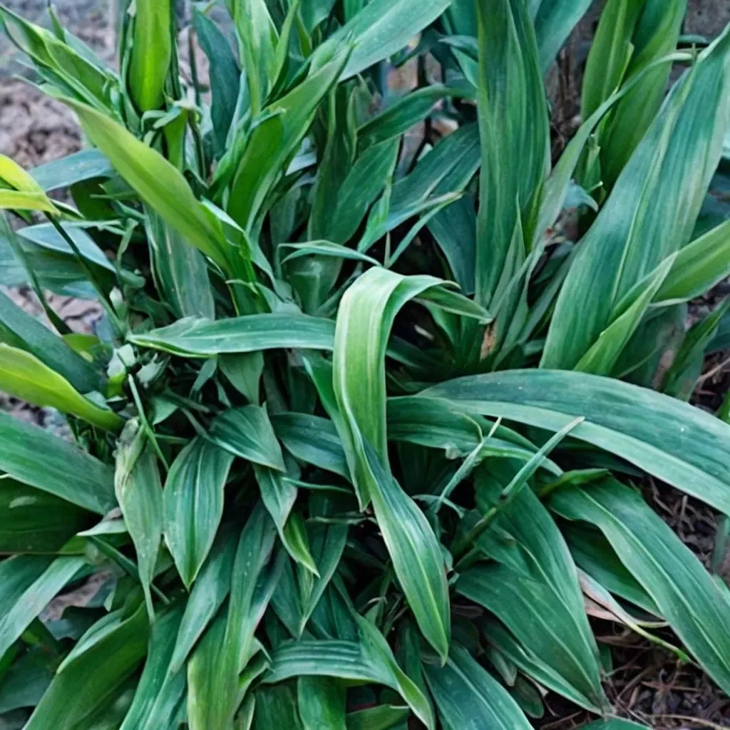 Aspidistra basalis 'Green Jeans'