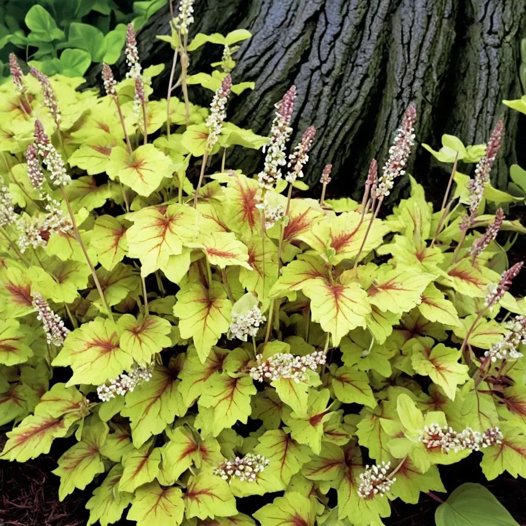 Heucherella x hybrida 'Stoplight'