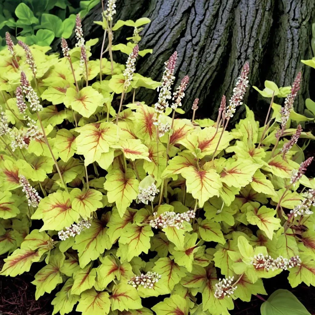 Heucherella x hybrida 'Stoplight'
