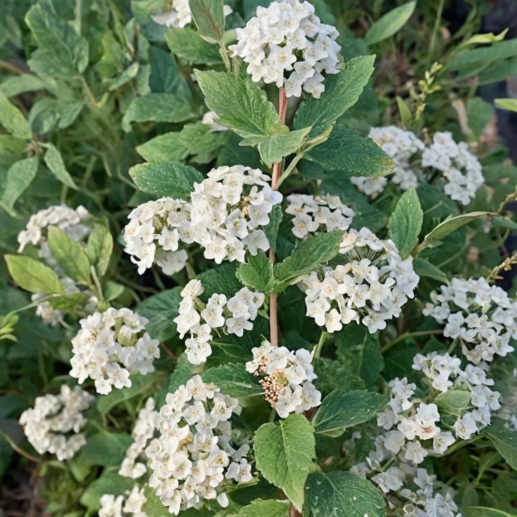 Spiraea x vanhouttei 'Mix'