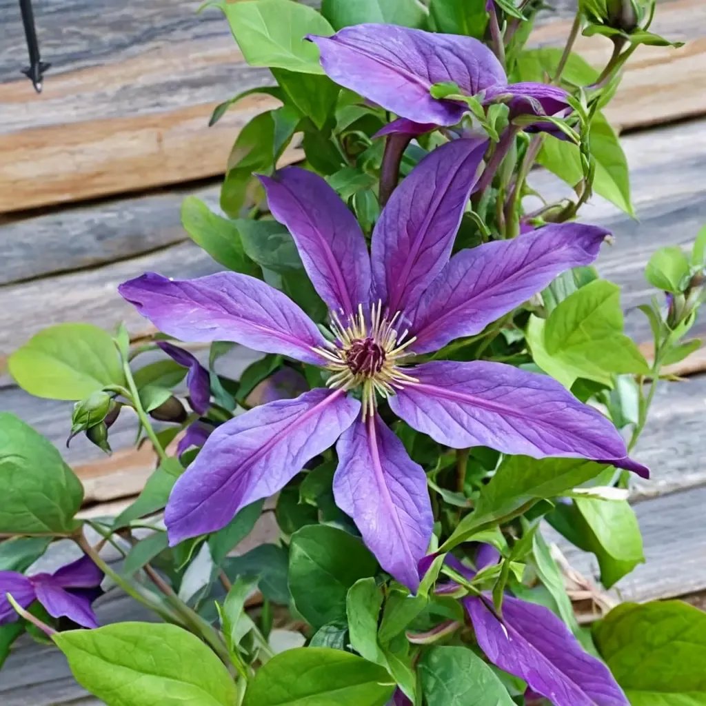 Clematis x jackmanii 'Elodie'