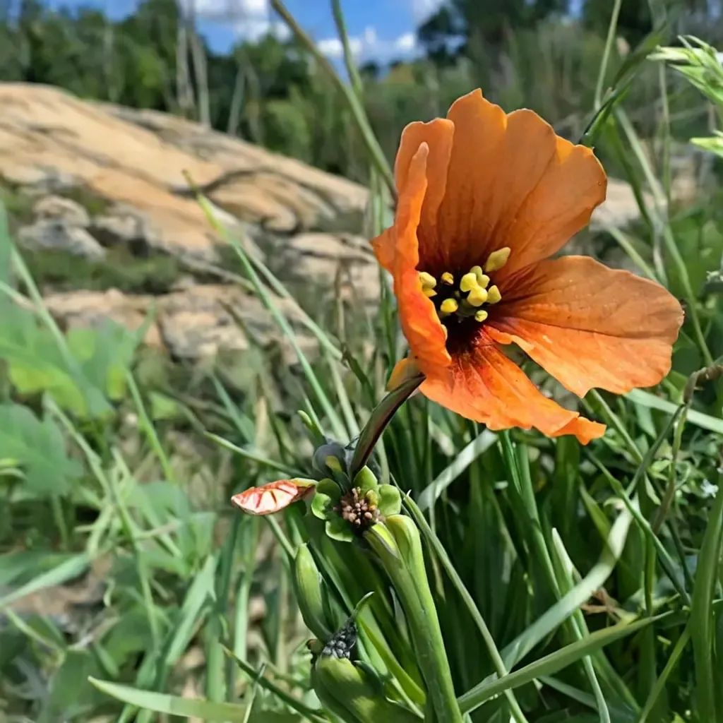 Papaver heterophyllum