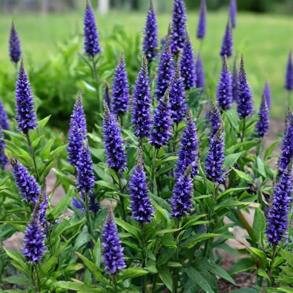 Veronica longifolia 'Royal Rembrandt'