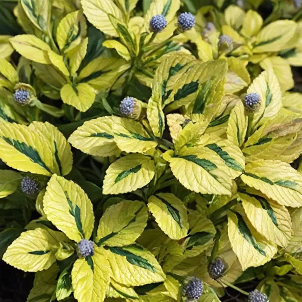 Ceanothus griseus 'Diamond Heights'
