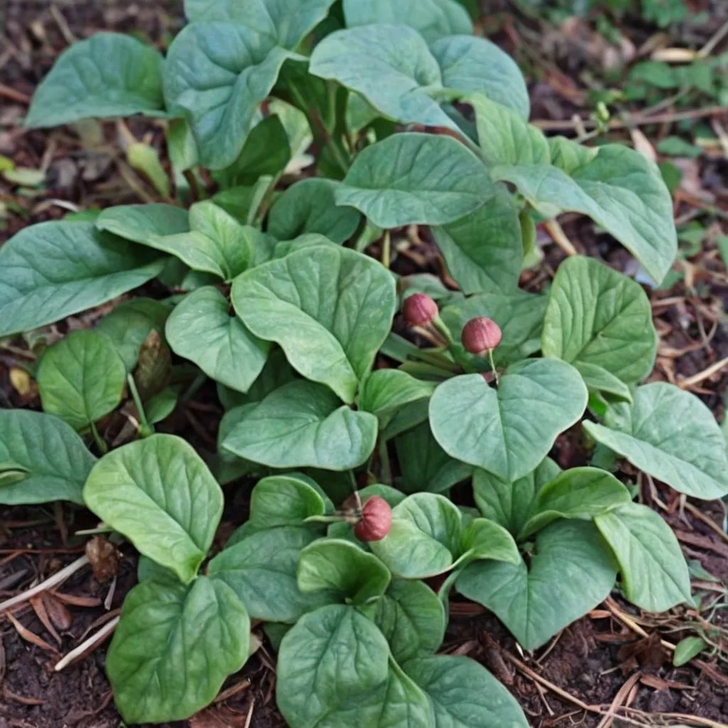Asarum caulescens 'Coveralls'