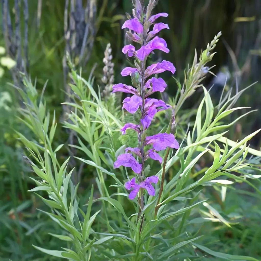 Linaria purpurea