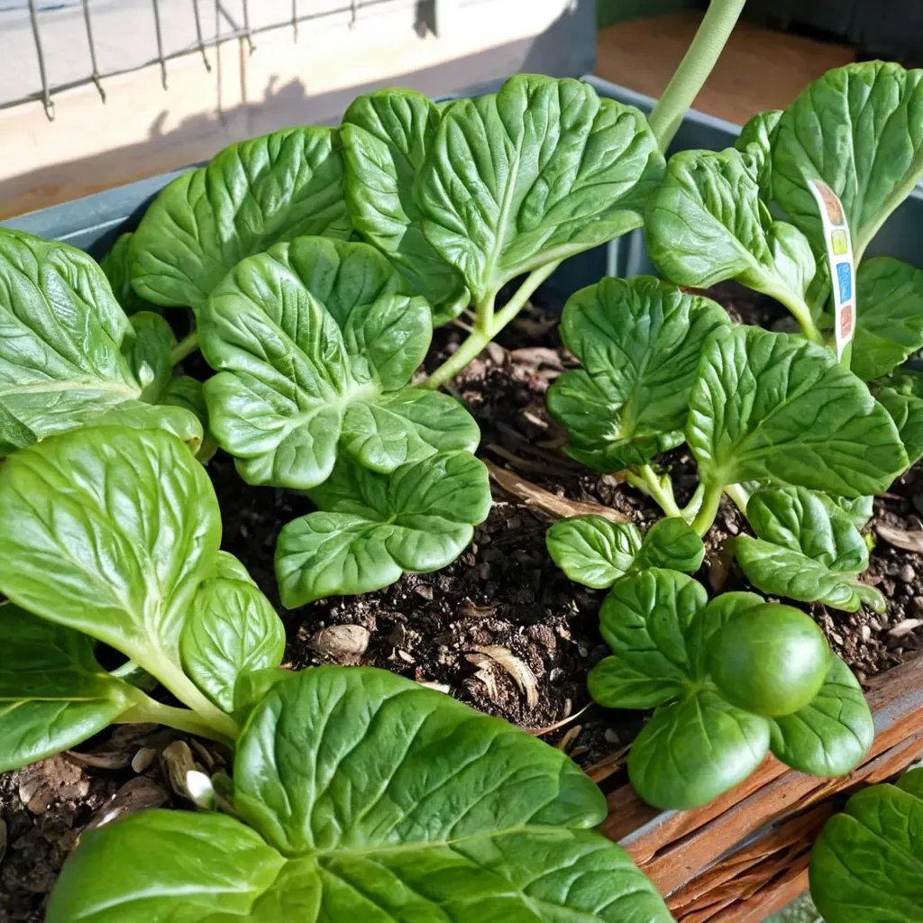 Brassica rapa 'Tatsoi'