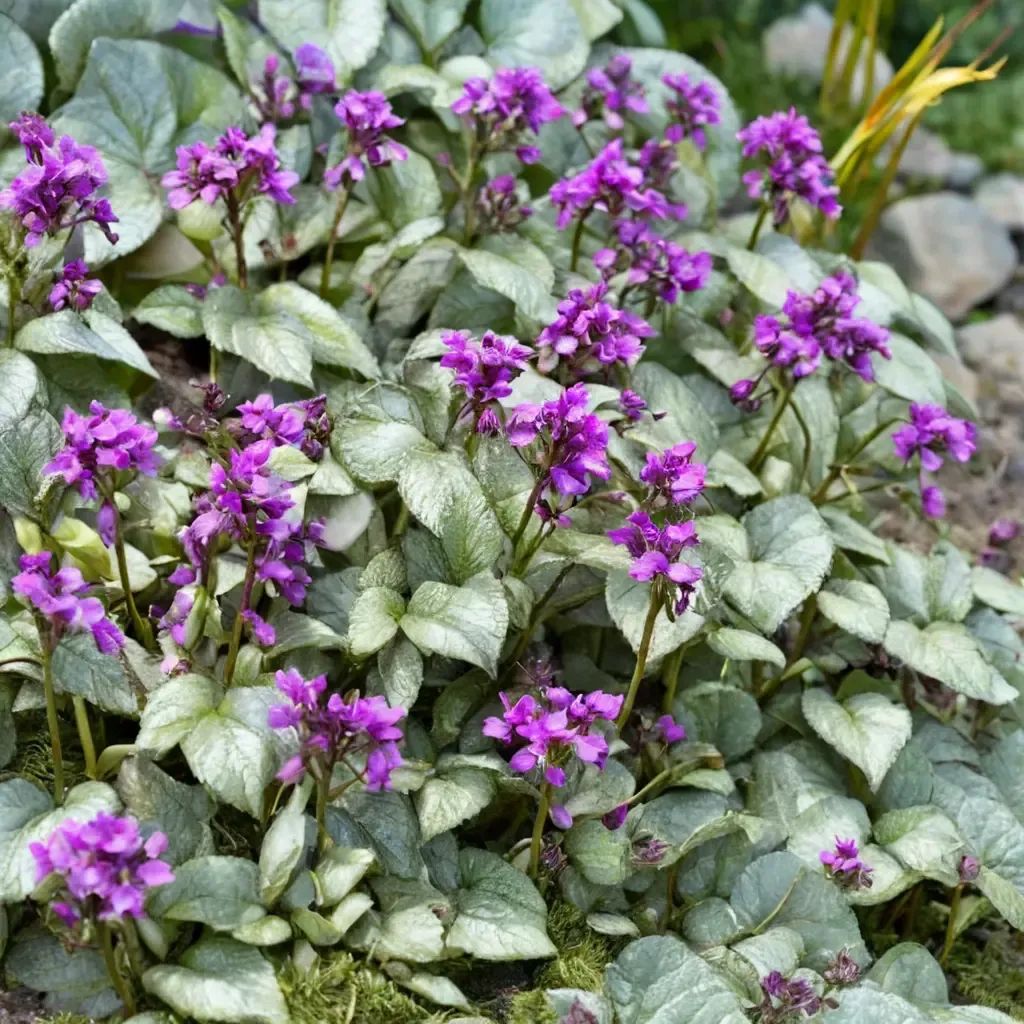 Lamium maculatum 'Purple Dragon'