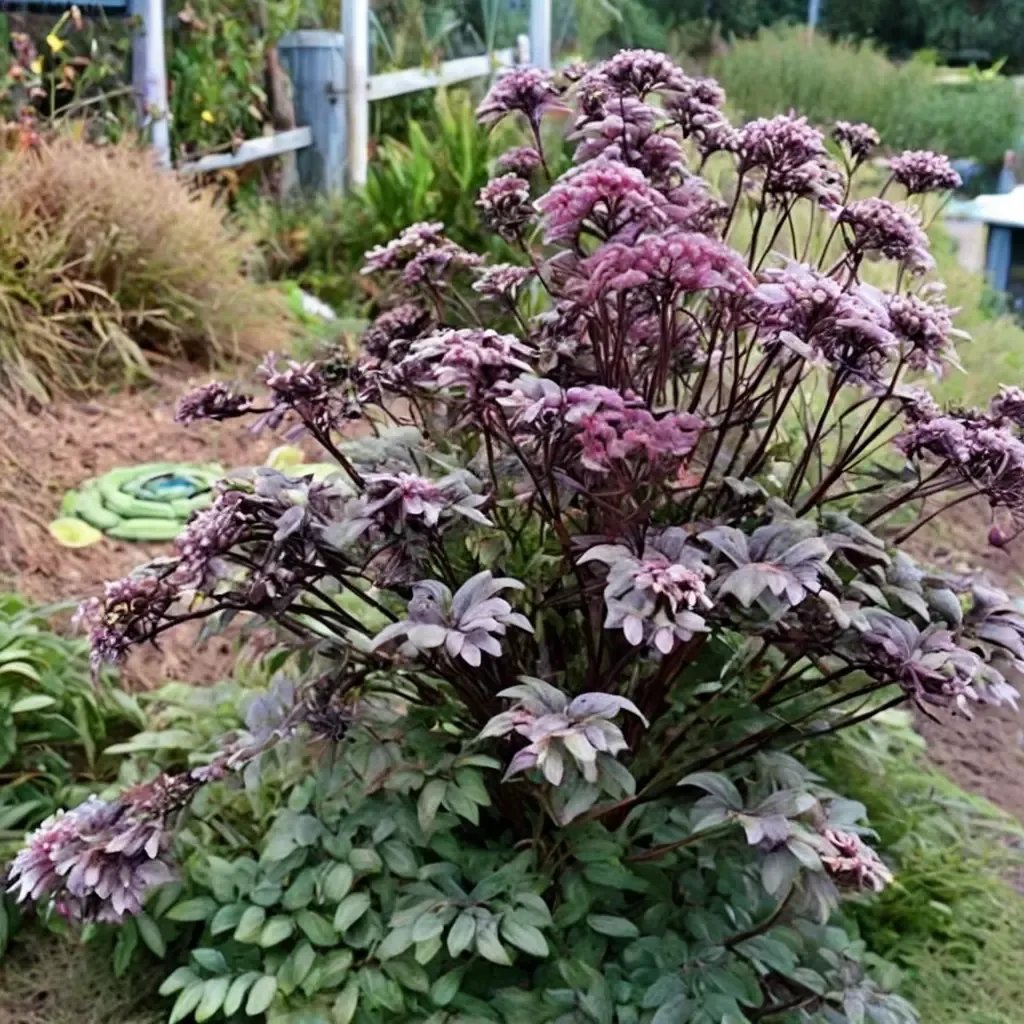 Angelica stricta 'purpurea'