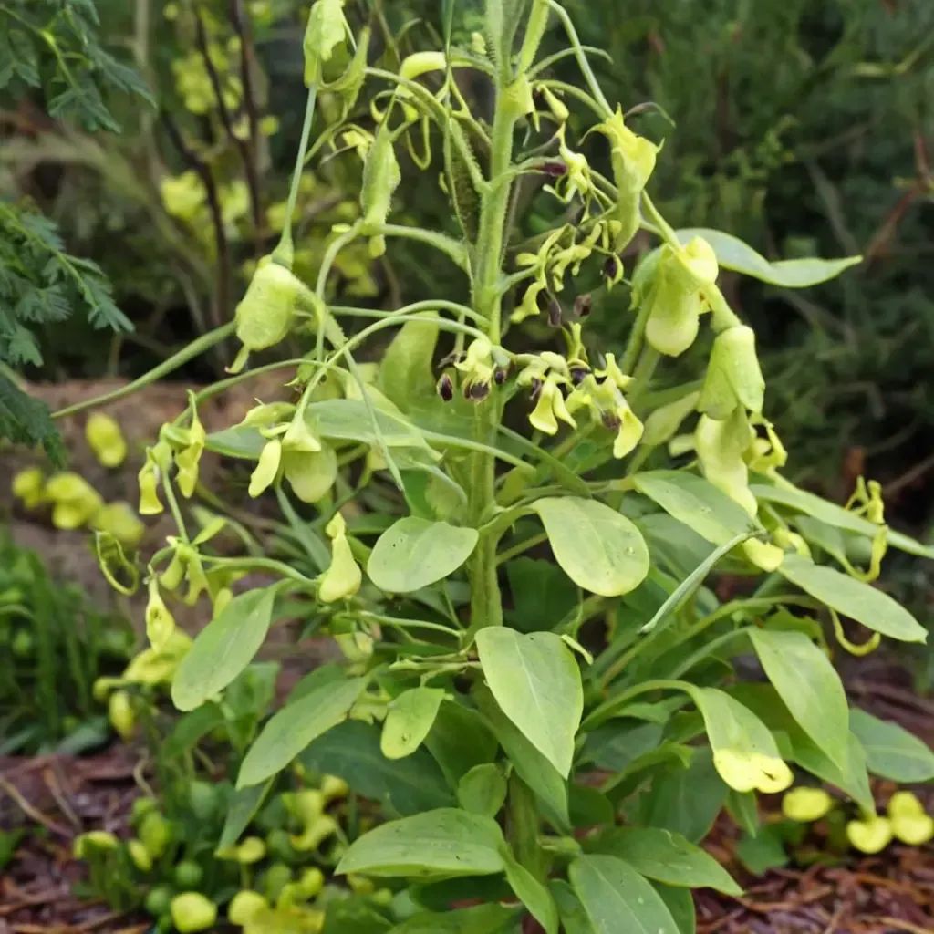 Nicotiana langsdorfii
